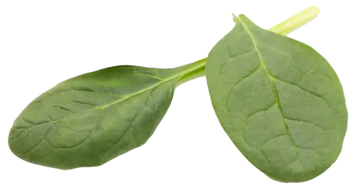 spinach