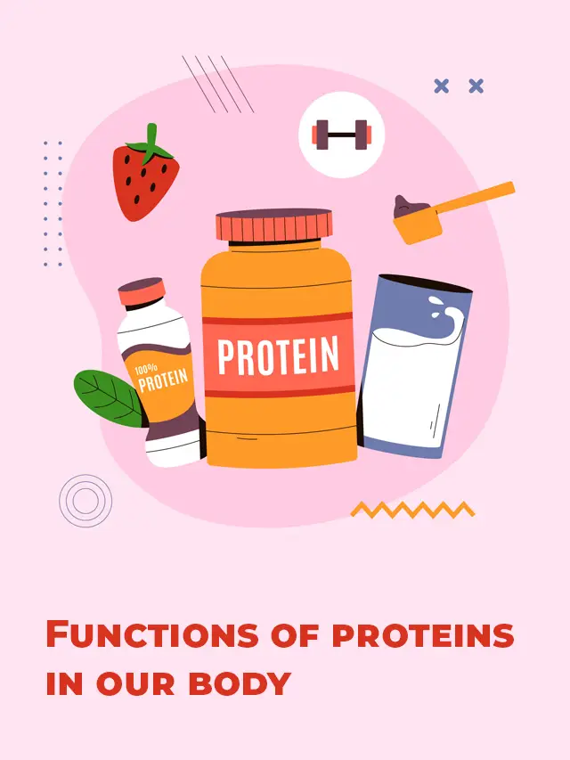 Functions of proteins in our body